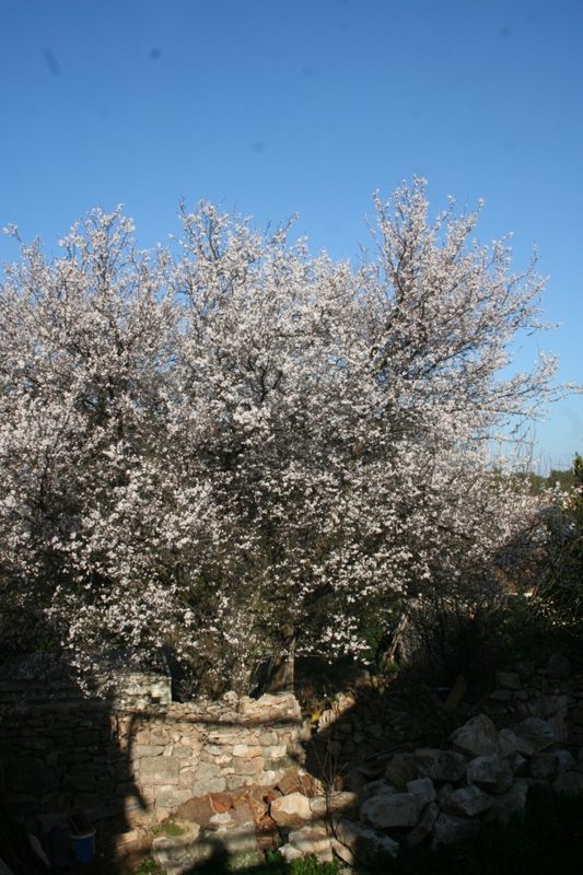 Myrobalan plum blossom